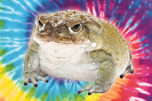 BUFO BUFO VENOM